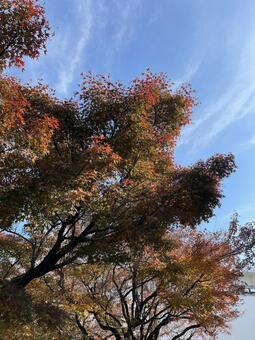 紅葉山公園11月：快晴の紅葉 2025 紅葉,樹木,緑樹の写真素材