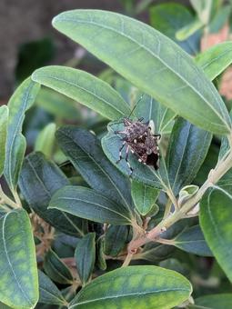 カメムシ 虫 カメムシ 虫の写真