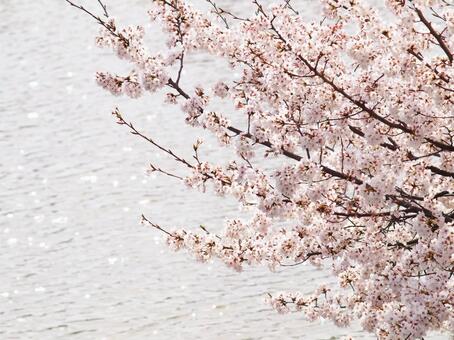 桜と水面 桜と水面の写真
