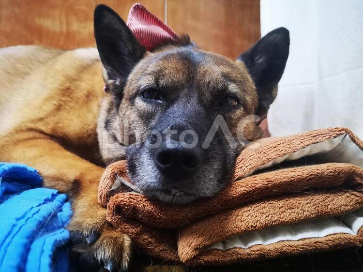 眠たげな犬 犬,睡眠,ベッドの写真素材