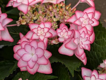 かわいい紫陽花 かわいい紫陽花の写真