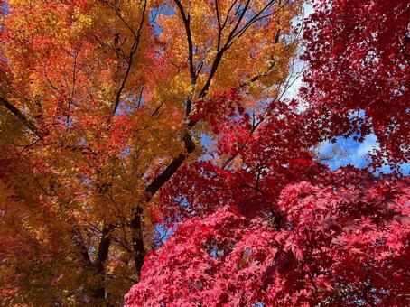 秋の紅葉の画像 もみじ,紅葉,秋の写真素材
