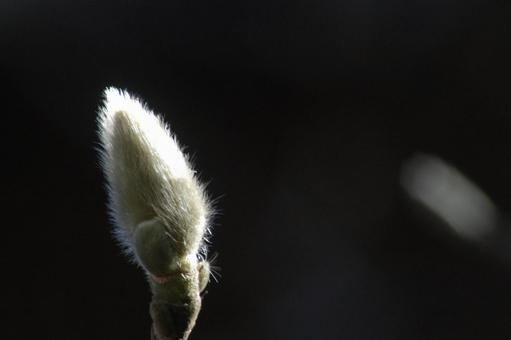 木蓮の蕾 木蓮の蕾の写真