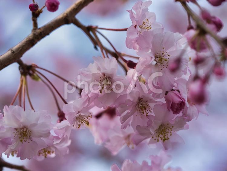 枝垂れ桜 春,サクラ,桜の写真素材