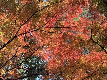 紅葉 紅葉 紅葉,秋,もみじの写真素材