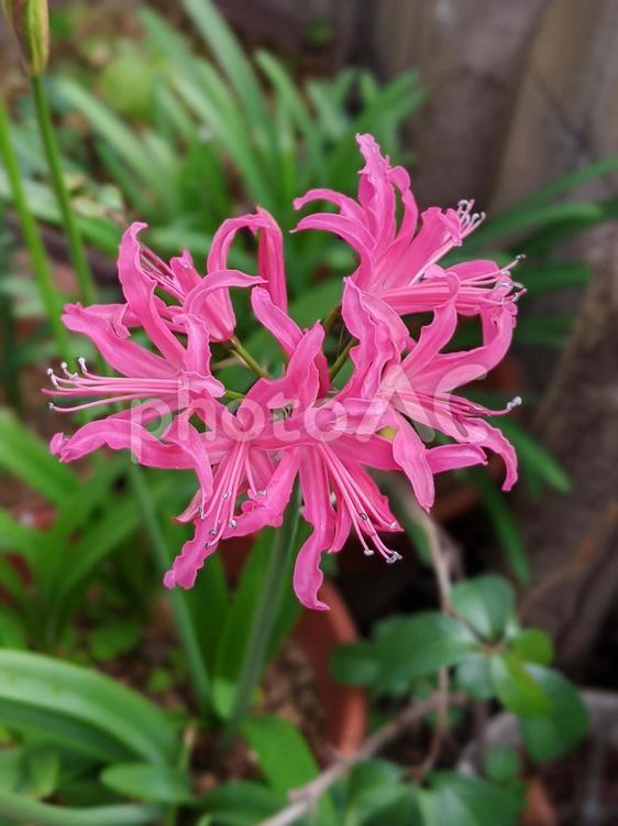 ネリネ・ダイヤモンドリリー 草花,咲く風景,花弁の写真素材