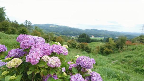 アジサイ アジサイの写真