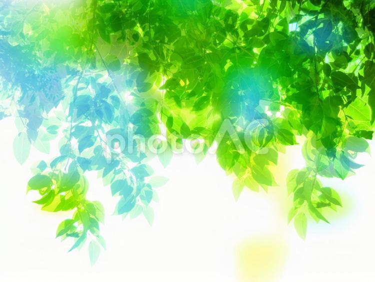 新緑木漏れ日 緑,グリーン,黄緑の写真素材