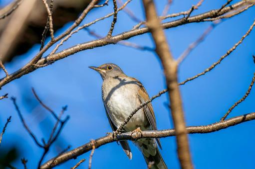 枝にとまるシロハラ 枝にとまるシロハラ シロハラ,野鳥,鳥の写真素材