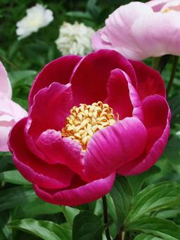シャクヤク・芍薬 シャクヤク・芍薬の写真