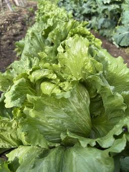 畑のレタス２ レタス,畑,野菜の写真素材