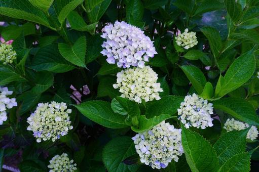 Hydrangea flowers, JPG