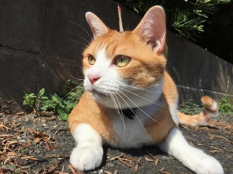 猫09 猫09の写真