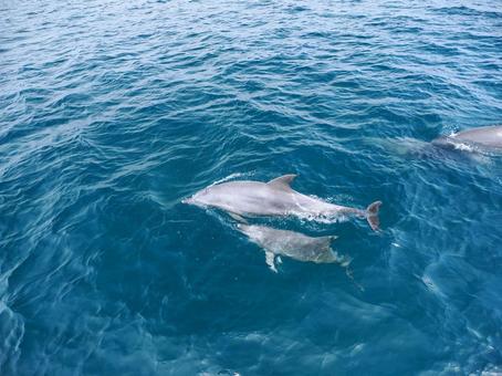 ミナミハンドウイルカのいる風景 ミナミハンドウイルカのいる風景の写真