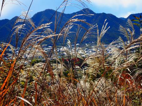 ススキ（塩田平東山）の写真