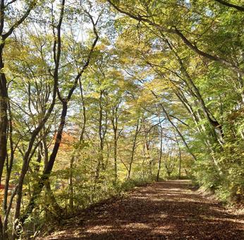 山の遊歩道の写真
