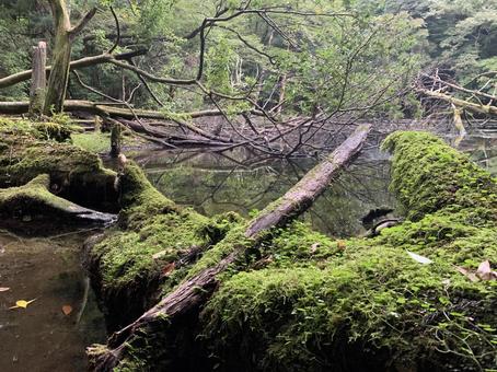 Japan_forest, woods, marsh, moss, JPG