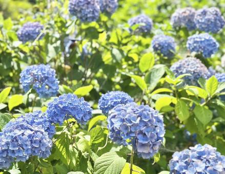 青い紫陽花 青い紫陽花の写真