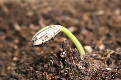 ひまわり種子発芽の写真