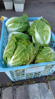 白菜 白菜,野菜,葉物野菜の写真素材