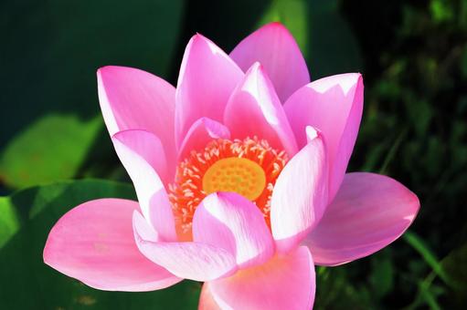 Photo, পদ্ম, ফুল, পরাকাষ্ঠা, 