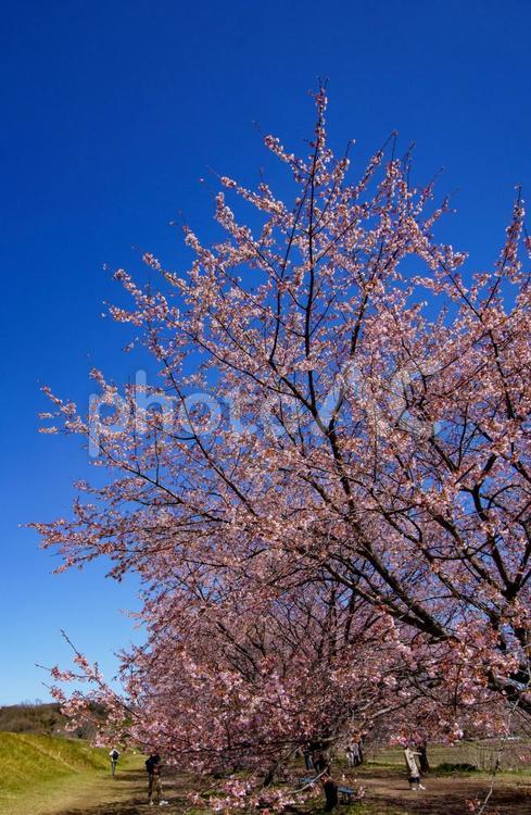 青空に映える早咲の桜 桜,春,青空の写真素材