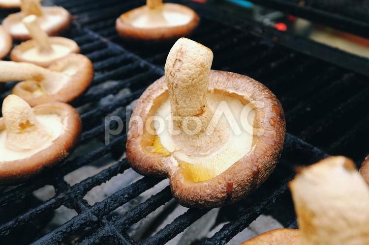 うまみ溢れるシイタケ シイタケ,しいたけ,椎茸の写真素材