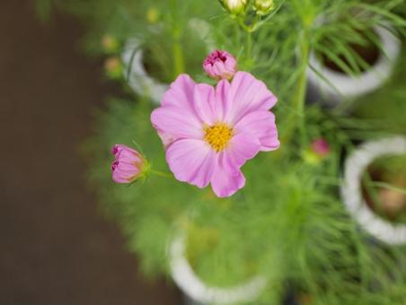 コスモス コスモスの写真