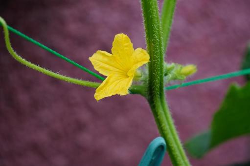 きゅうりの花 きゅうりの花 きゅうり,花,黄色の写真素材
