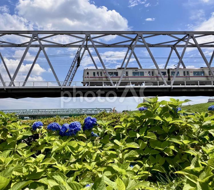 鉄橋を渡る京成電車と紫陽花 紫陽花,梅雨,京成電車の写真素材