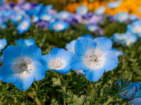 Nemophila, JPG