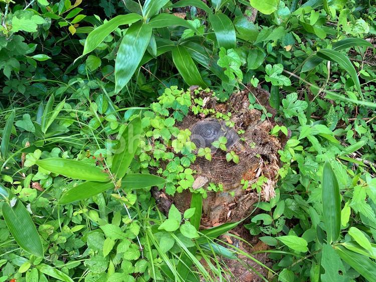 草の中にかくれた切り株 切り株,切株,きりかぶの写真素材