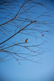 青空に佇む小鳥と冬の枝 小鳥,鳥,野鳥の写真素材