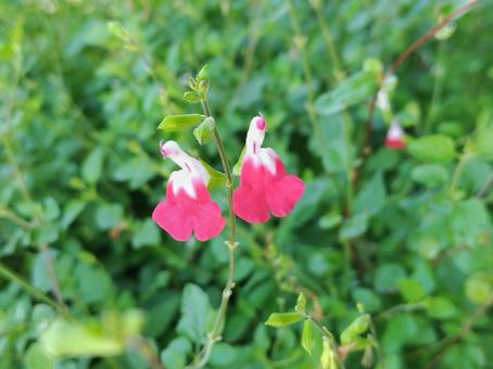 チェリーセージの花 チェリーセージの花 チェリーセージ,花,サルビアミクロフィラの写真素材