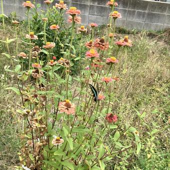 百日草とアオスジアゲハ1 百日草とアオスジアゲハ1 百日草,アオスジアゲハ,花の写真素材