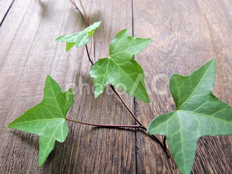 ウッド素材とアイビー アイビー,カラーリーフ,ウッドウォールの写真素材