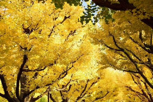 紅葉 秋 いちょう並木 日本 紅葉 秋 いちょう並木 日本 紅葉,銀杏並木,いちょうの写真素材
