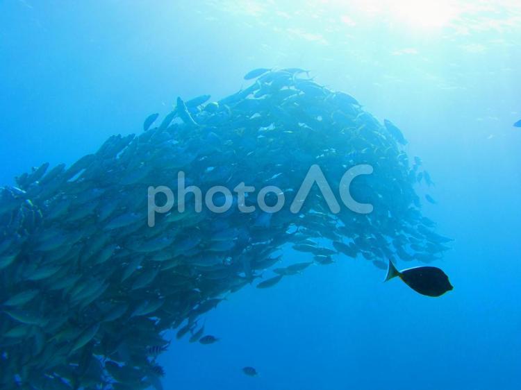 アジの群れ 海,魚,アジの写真素材
