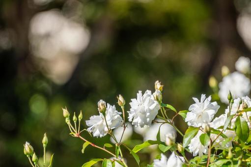 秋のバラ⑸ 秋のバラ⑸ 花,バラ,秋の写真素材