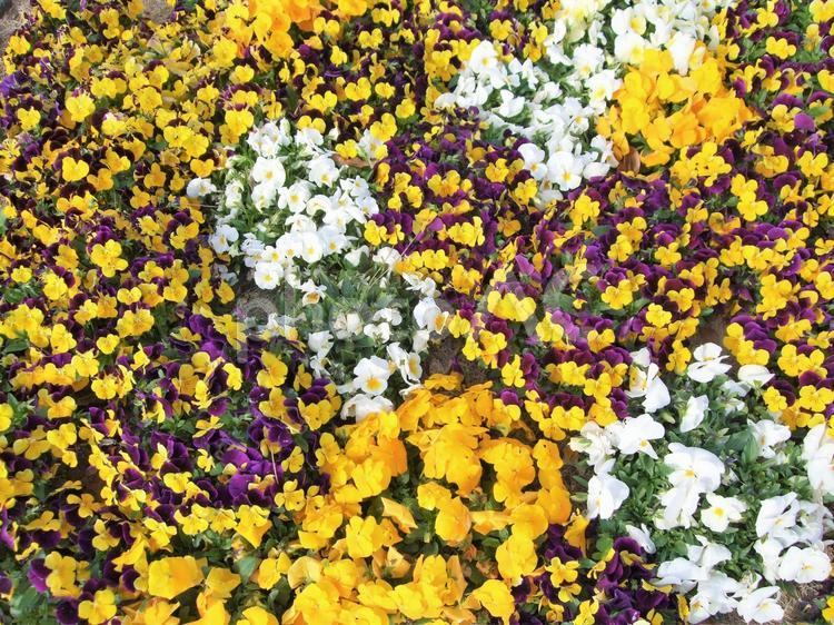 パンジーの寄せ植え　イエロー　春 パンジー,黄色,白の写真素材