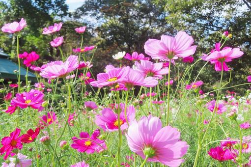 Cosmos field, JPG