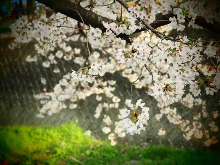 桜の写真