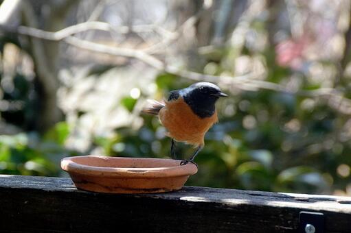 強い風に吹かれるジョウビタキ・冬の野鳥 ジョウビタキ,野鳥,冬の写真素材