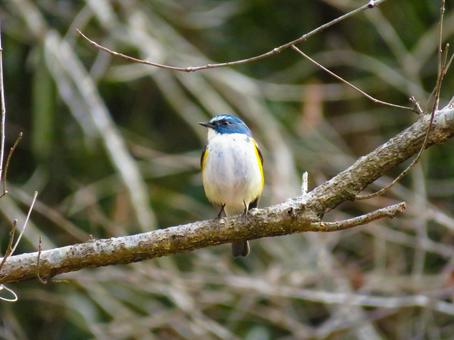 枝に留まるルリビタキのオス 枝に留まるルリビタキのオス ルリビタキ,瑠璃鶲,野鳥の写真素材