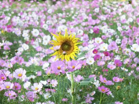 満開のコスモスと日を浴びるヒマワリ ヒマワリ,ひまわり,向日葵の写真素材