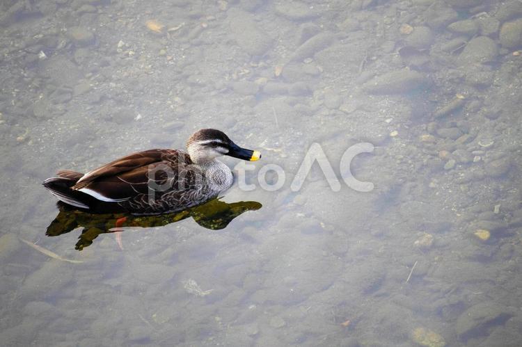 池に浮かぶ鴨 カモ,鳥,動物の写真素材