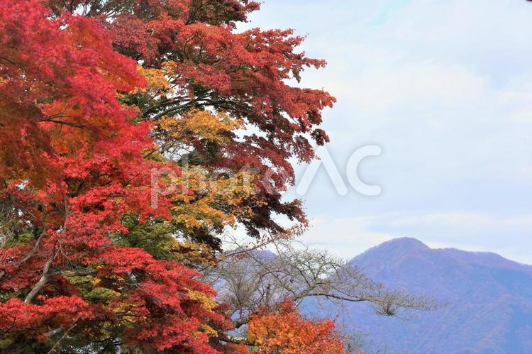 １１月上旬の伊香保温泉の紅葉 背景,紅葉,葉の写真素材