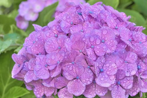 雨上がりの紫陽花 雨上がりの紫陽花の写真