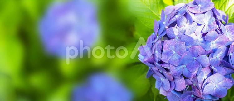 満開の青紫色のあじさいの横長の画像 あじさい,花,紫の写真素材