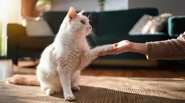 お手する猫 お手する猫の写真
